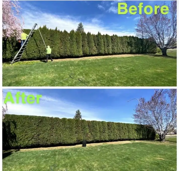 Before and after of a long arborvitae row shaped by a crew member on a ladder