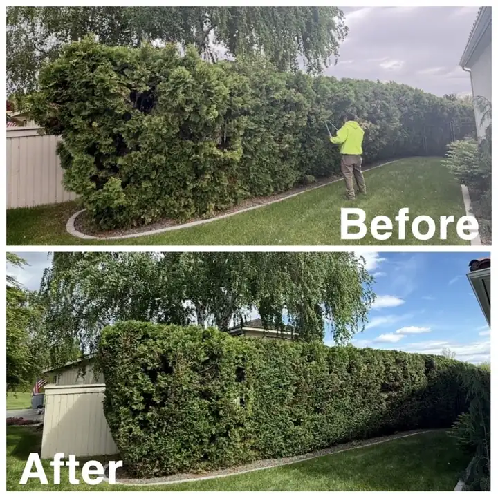 An overgrown hedge trimmed flat by the Abel's & Sons crew