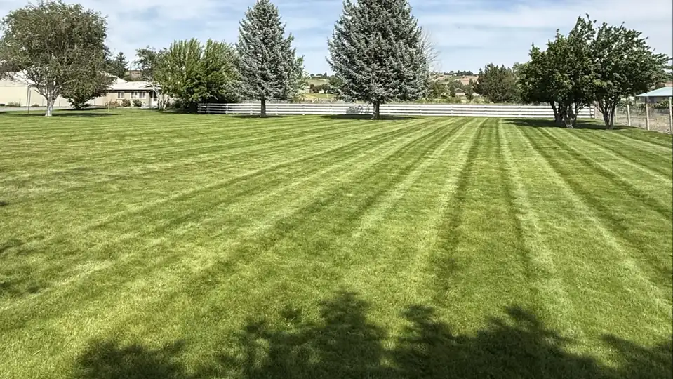 A big freshly striped lawn with a spruce row and white rail fence