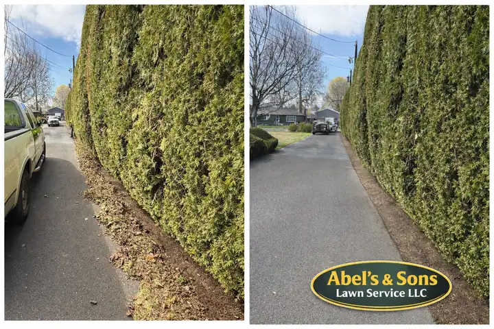 Before and after of a tall arborvitae hedge along an alley, cut back